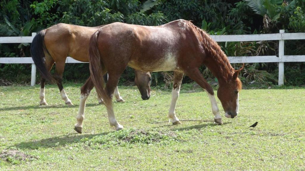 فيلا Fazenda Carpas Douradas São Roque المظهر الخارجي الصورة