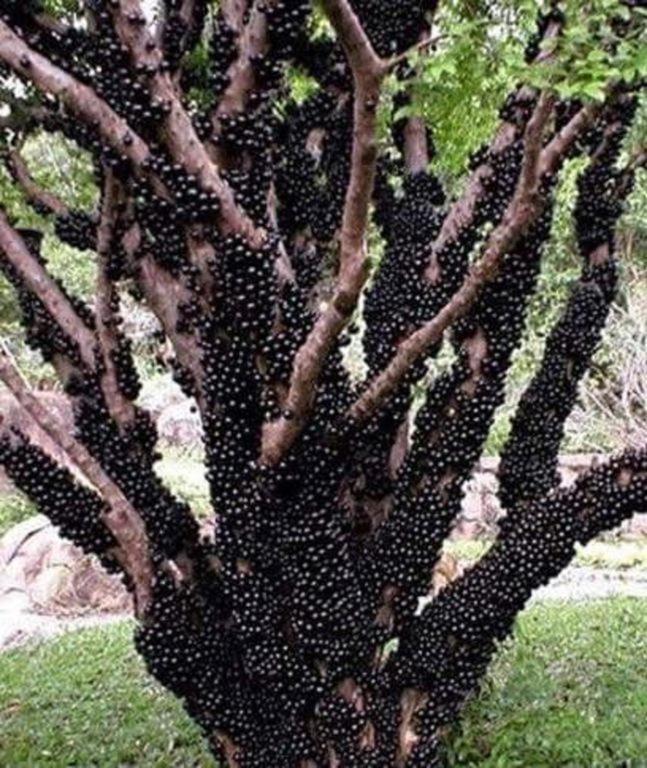 فيلا Fazenda Carpas Douradas São Roque المظهر الخارجي الصورة